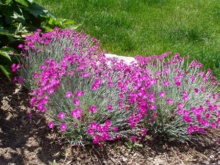 Dianthus