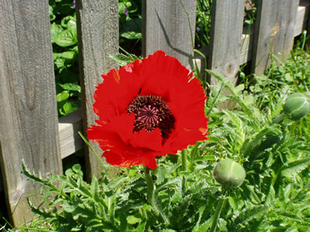 Poppy Bloom